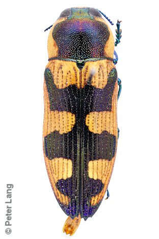 Castiarina creta, PL0301B, male, from Hysterobaeckea behrii, EP, 10.7 × 3.7 mm